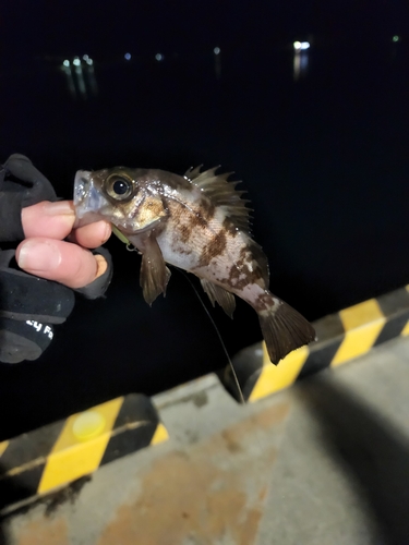 シロメバルの釣果