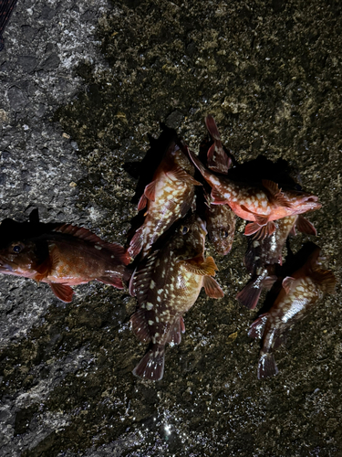 カサゴの釣果