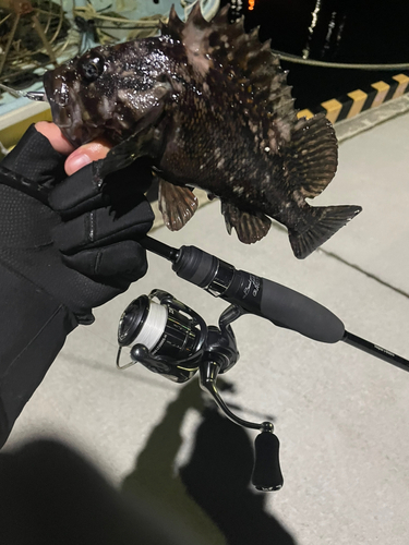 オウゴンムラソイの釣果