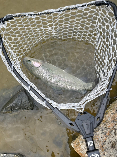 ニジマスの釣果