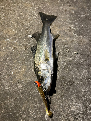 セイゴ（マルスズキ）の釣果