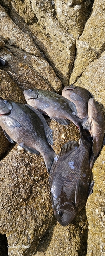 クチブトグレの釣果