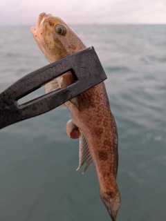 ハゼの釣果