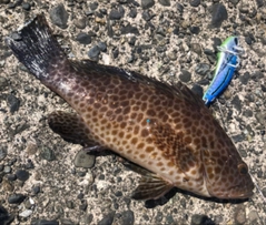 オオモンハタの釣果