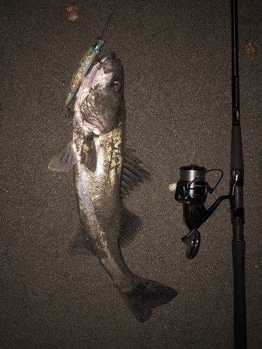 シーバスの釣果