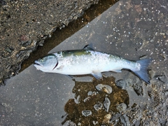 サクラマスの釣果