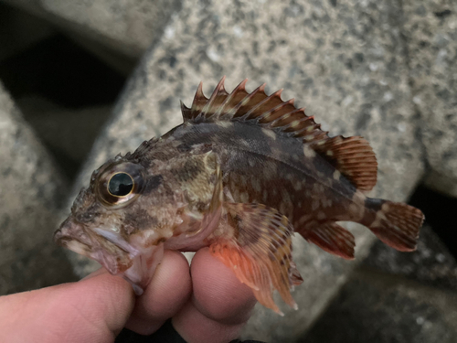 カサゴの釣果