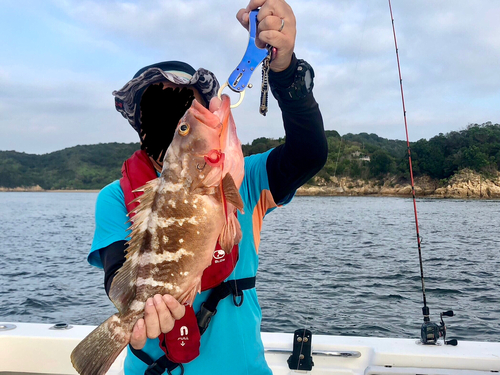 アコウの釣果