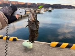 アイナメの釣果