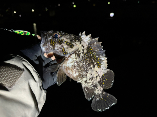 オウゴンムラソイの釣果