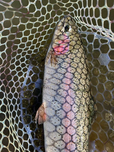 ニジマスの釣果