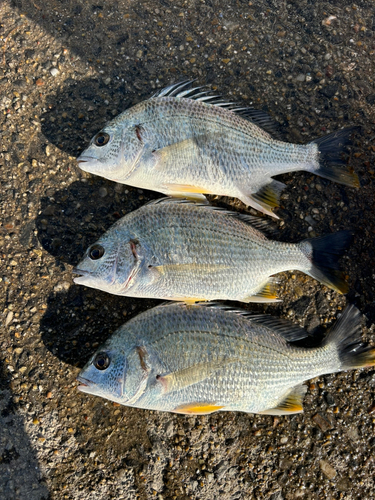 碧南海釣り公園