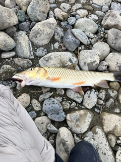 ニゴイの釣果