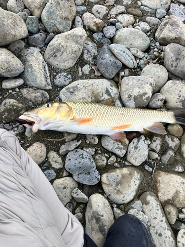 紀の川下流