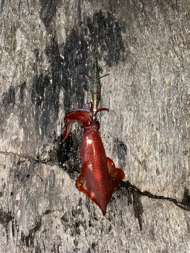 ヤリイカの釣果