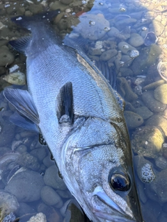 ヒラスズキの釣果