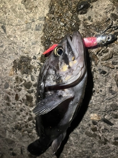 クロソイの釣果