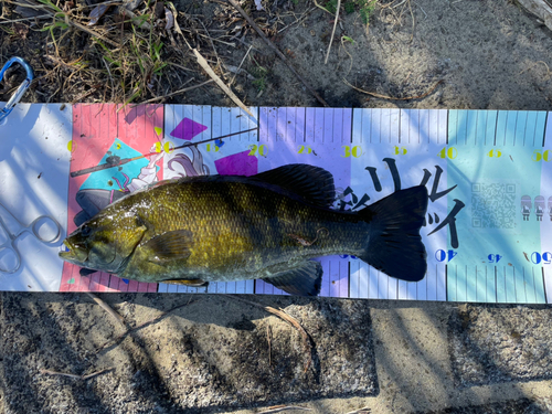 スモールマウスバスの釣果