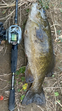 スモールマウスバスの釣果