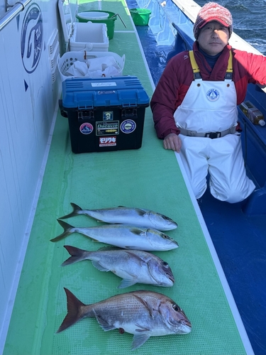 マダイの釣果