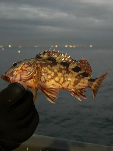 カサゴの釣果