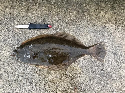 ヒラメの釣果