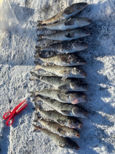 ホッケの釣果