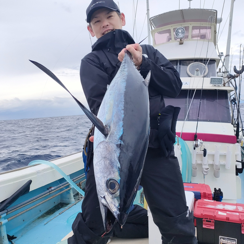 ビンナガの釣果