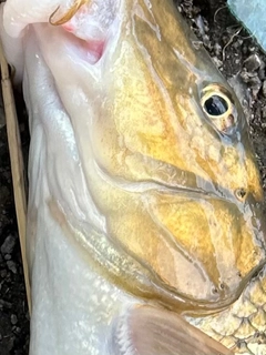 ニゴイの釣果