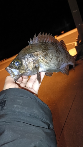 シロメバルの釣果