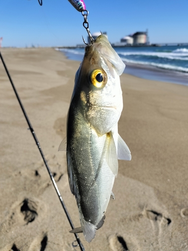 セイゴ（マルスズキ）の釣果