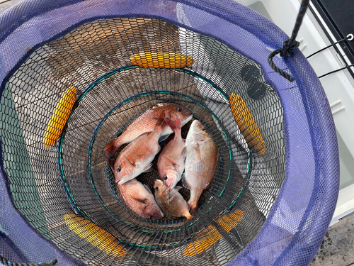 マダイの釣果