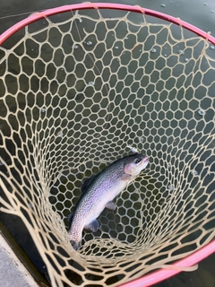 ニジマスの釣果