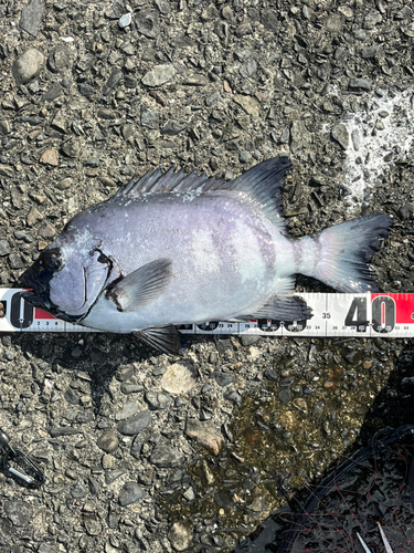 イシダイの釣果