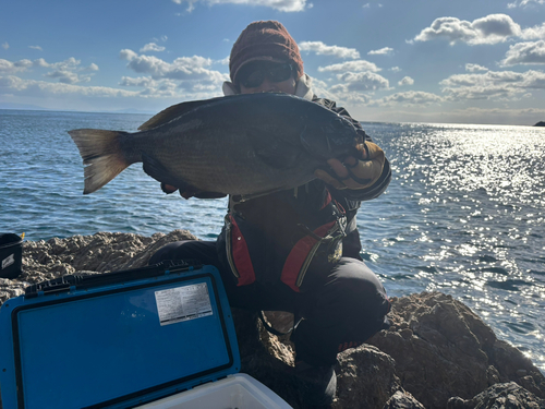 メジナの釣果