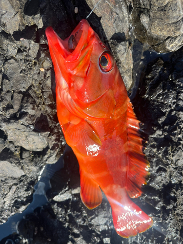 アカハタの釣果