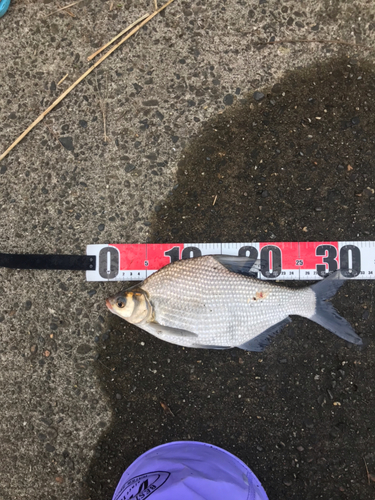 ダントウボウの釣果