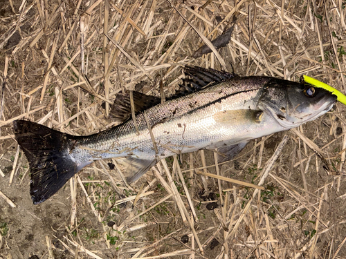 セイゴ（マルスズキ）の釣果