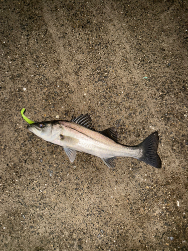 セイゴ（マルスズキ）の釣果