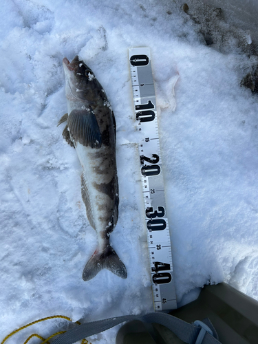 ホッケの釣果