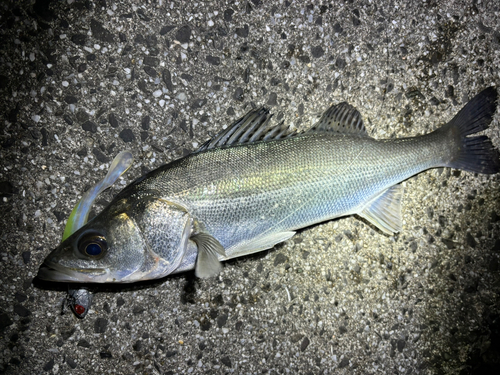 セイゴ（マルスズキ）の釣果