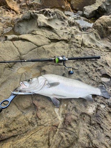 ヒラスズキの釣果