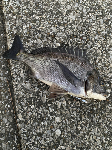 クロダイの釣果