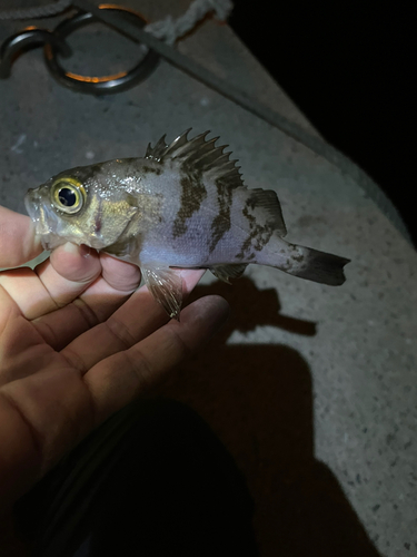 メバルの釣果