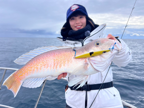 シロアマダイの釣果