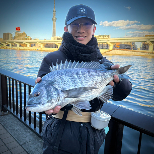 クロダイの釣果