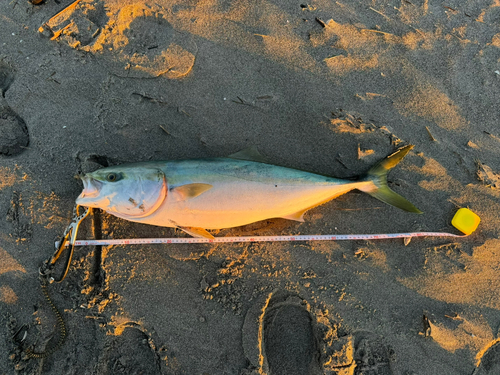 ブリの釣果