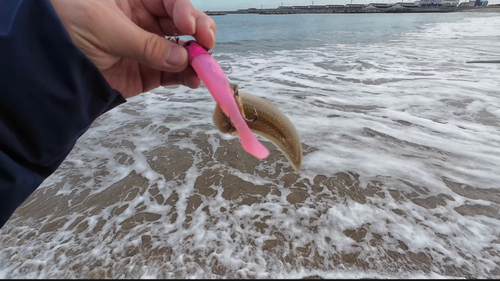 シタビラメの釣果