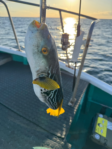 シマフグの釣果