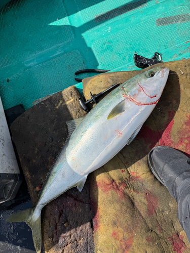 ブリの釣果